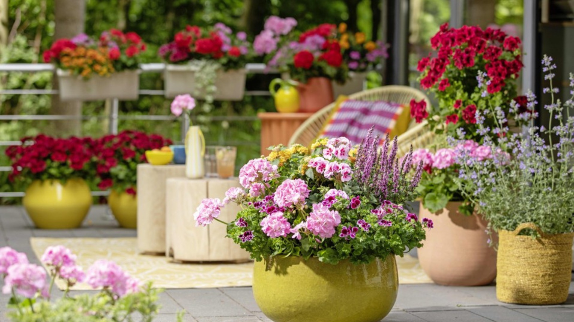 Mușcatele pe parcursul anului Sfaturi de îngrijire din aprilie până în februarie