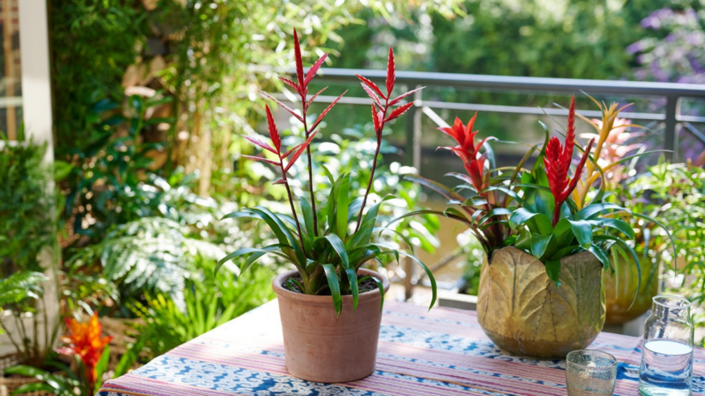 Bromelia – planta exotică care îți transformă casa într-un spațiu plin de viață, cu minimum de efort